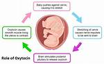 Does Oxytocin Increase Libidos?