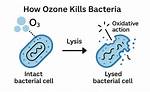 Does Ozone Kill Bartonella?