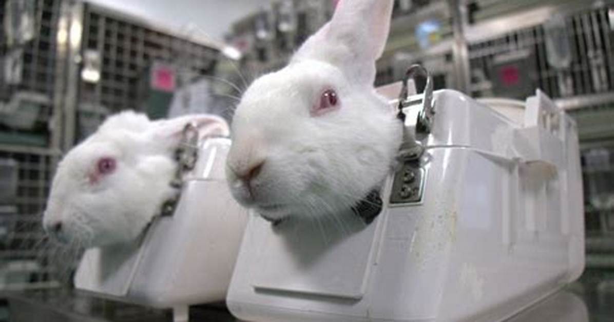 Does Palmolive Do Animal Testing?