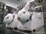 Does Palmolive Do Animal Testing?
