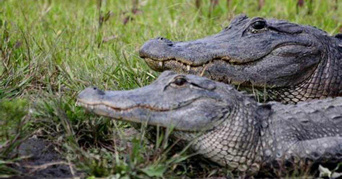 Does Panama Have Alligators