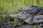 Does Panama Have Alligators