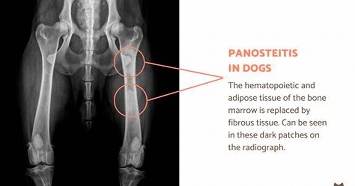 Does Panosteitis Go Away?