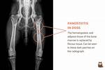 Does Panosteitis Go Away?