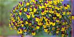 Does Pansies Like Sun?