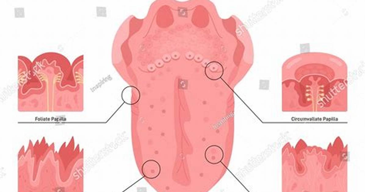 Does Papillae Grow Back?