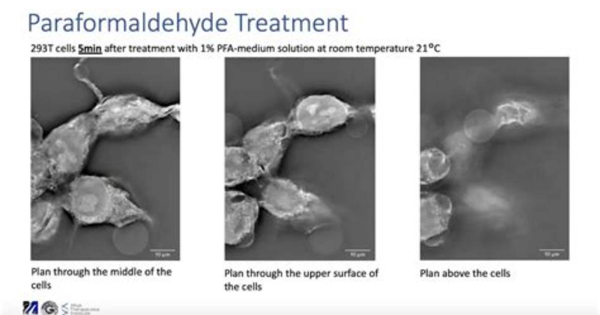 Does Paraformaldehyde Permeabilize Cells?