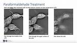 Does Paraformaldehyde Permeabilize Cells?