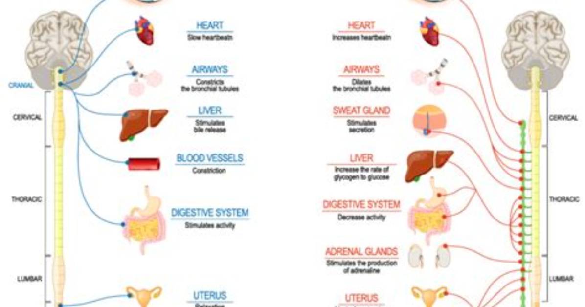 Does Parasympathetic Increase Urination?