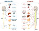 Does Parasympathetic Increase Urination?