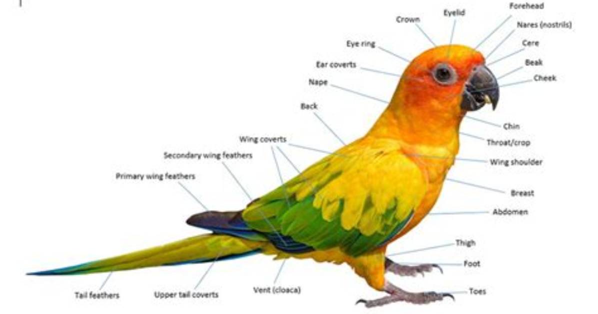 Does Parrot Have Ears?