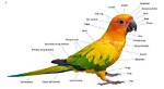 Does Parrot Have Ears?