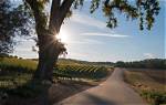 Does Paso Robles Have Uber?