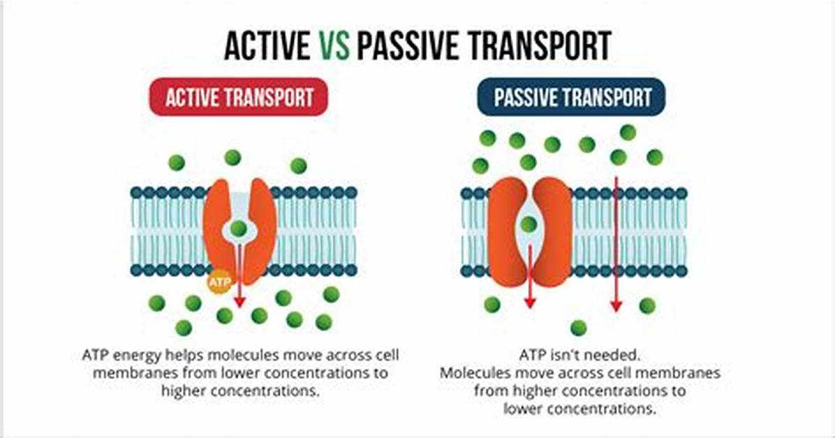 Does Passive Require Atp