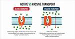 Does Passive Require Atp