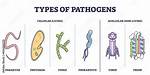 Does Pathogens Cause Diseases?