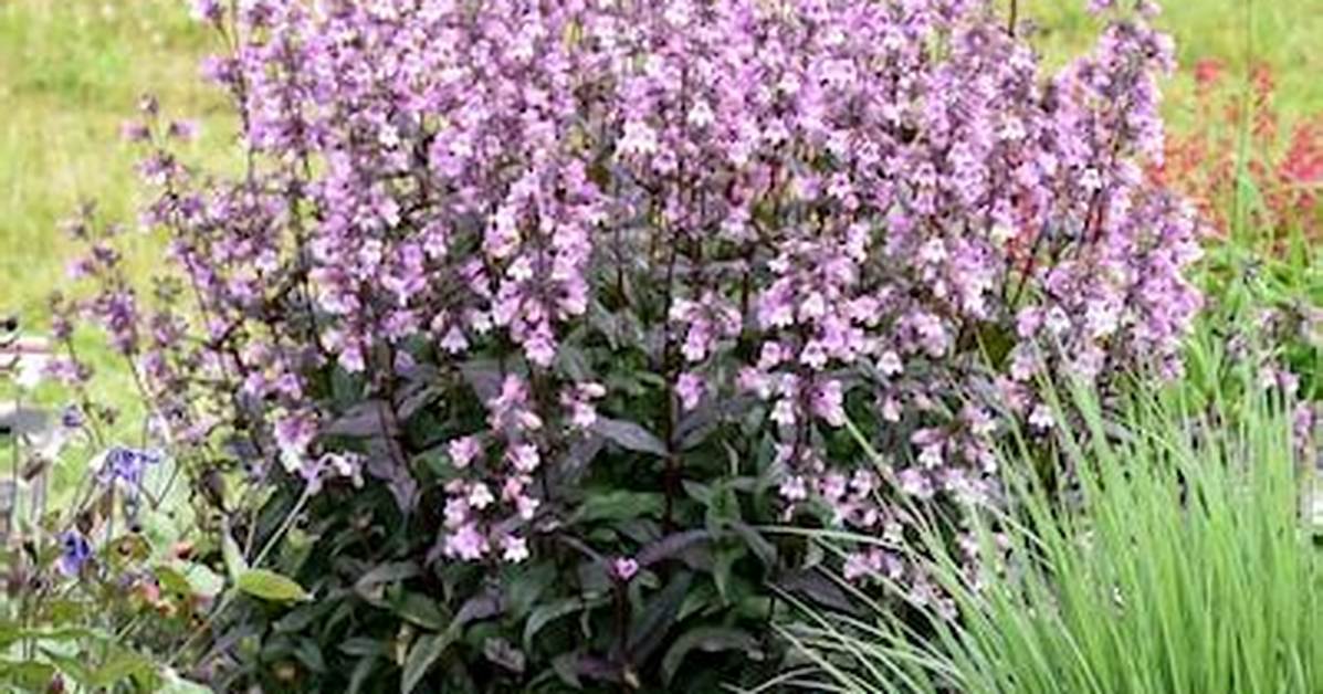 Does Penstemon Need Full Sun?