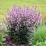 Does Penstemon Need Full Sun?