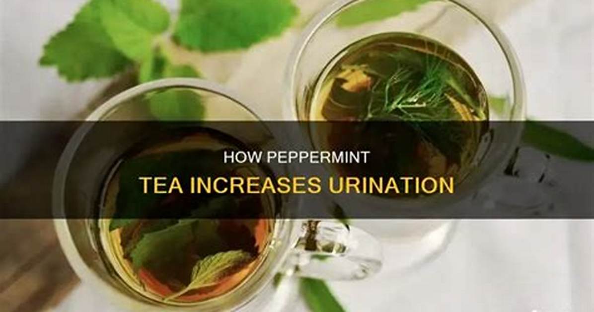 Does Peppermint Make You Pee?
