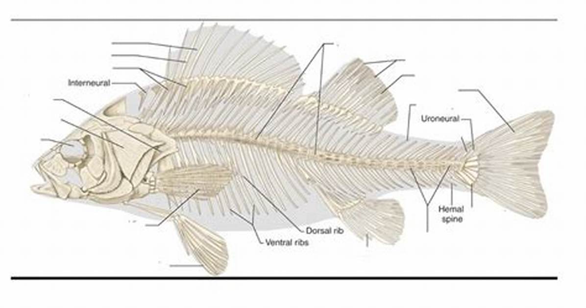 Does Perch Have Bones?