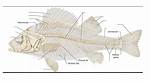 Does Perch Have Bones?