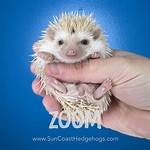 Does Petsmart Sell Hedgehogs?