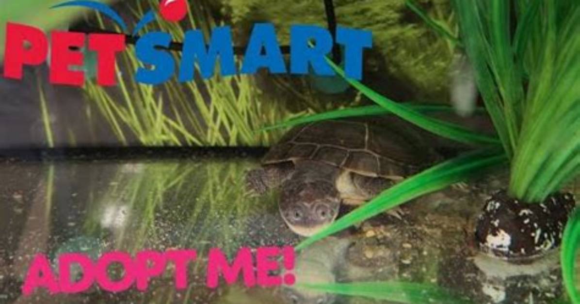 Does Petsmart Sell Turtles
