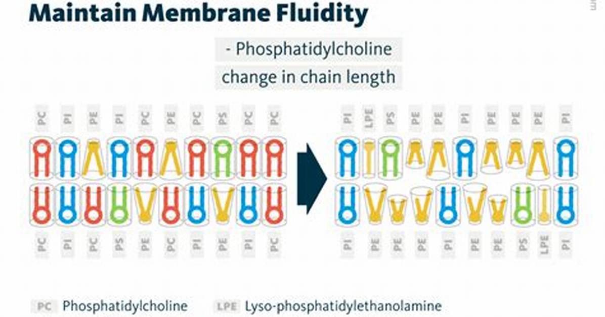 Does Ph Affect Membrane Fluidity?