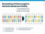 Does Ph Affect Membrane Fluidity?