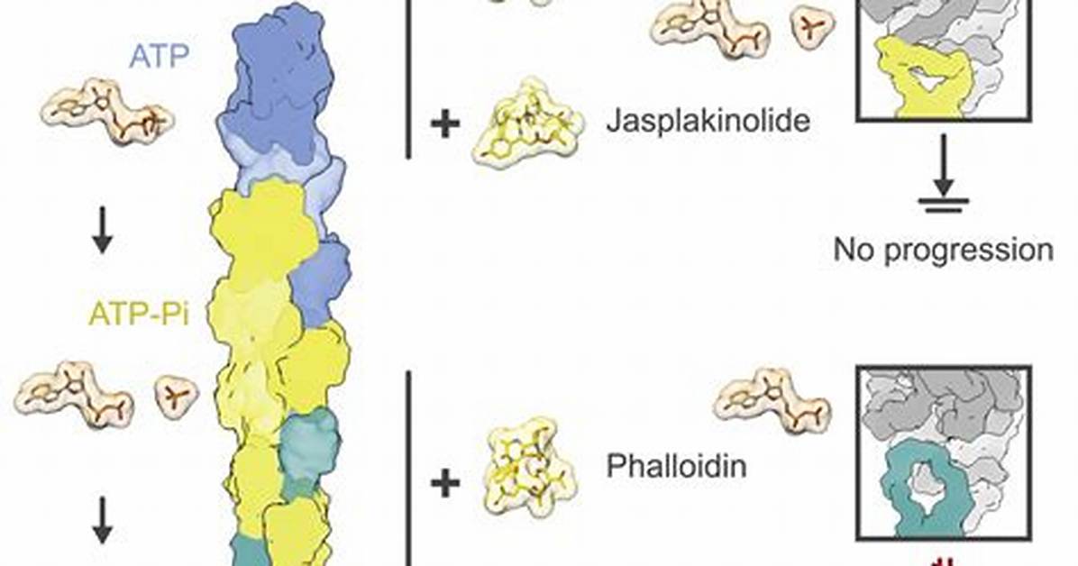 Does Phalloidin Stabilize Actin?
