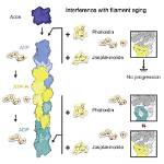 Does Phalloidin Stabilize Actin?
