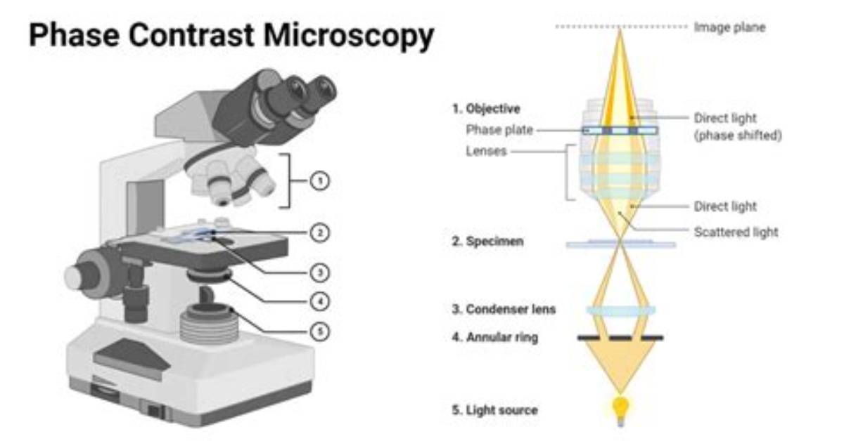 Does Phase Contrast Microscopy Work?
