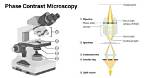 Does Phase Contrast Microscopy Work?