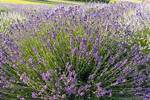 Does Phenomenal Lavender Bloom?