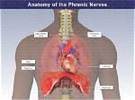 Does Phrenic Nerve Cause Insomnia?