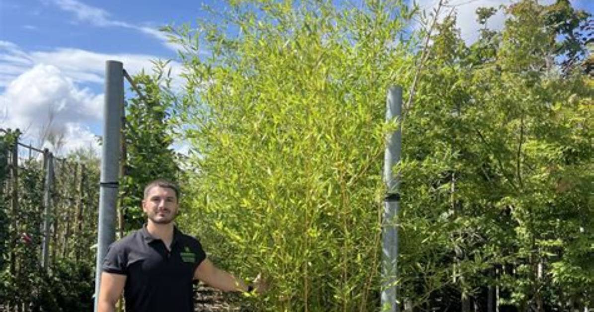 Does Phyllostachys Aurea Spread?