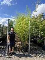 Does Phyllostachys Aurea Spread?