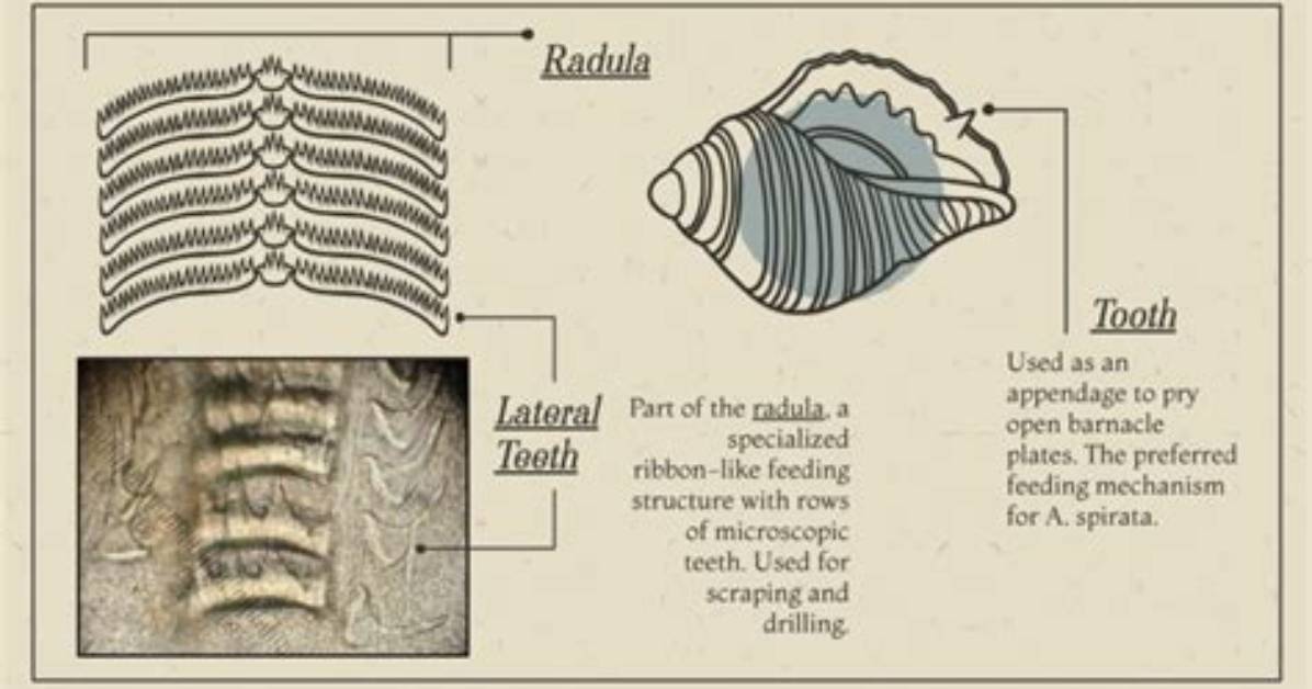Does Pinctada Have Radula?
