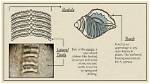Does Pinctada Have Radula?
