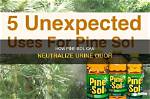 Does Pine Sol Help Get Rid of Ants? Check This out | Does Pine Sol Kill Ants