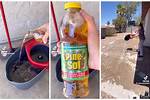 Does Pine Sol Keep Bugs Away? Check This out – Does Pine Sol Kill Bugs