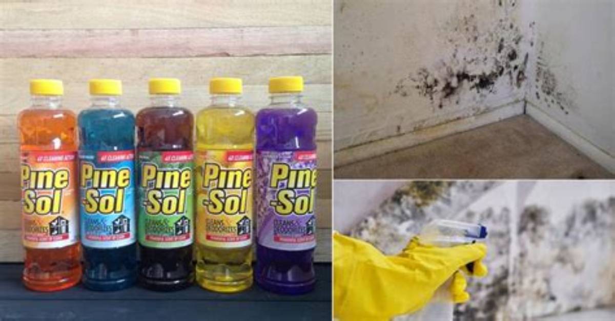 Does Pine Sol Kill Mold?