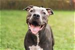 Does Pit Bull Dog?