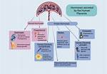Does Placenta Secrete Estrogen?