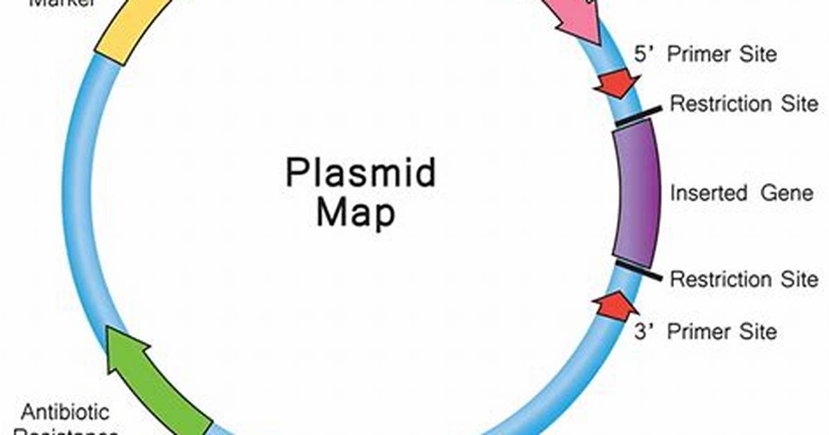 Does Plasmids Have Selectable Marker?