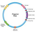 Does Plasmids Have Selectable Marker?