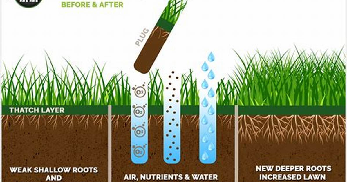 Does Plug Aeration Work