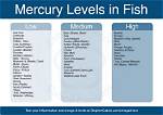 Does Pollock Have Mercury?