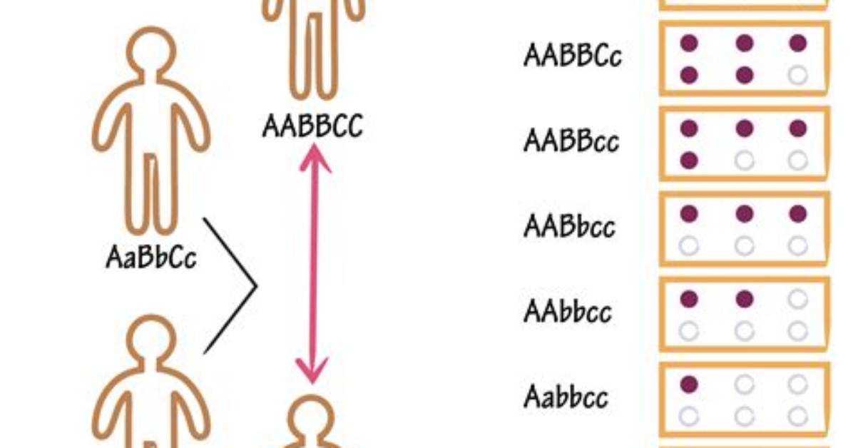 Does Polygenic Inheritance Mean?