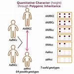 Does Polygenic Inheritance Mean?